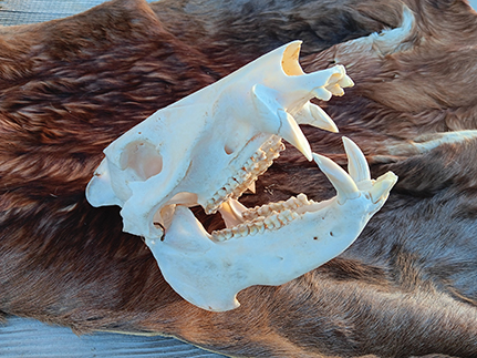 Bleached skull of javelina showing tusks, which are self-sharpening on the upper and lower jaws as the animal chews. These make for deep, ugly wounds, which can kill.